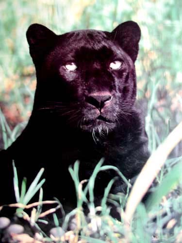 Royal Panther Poster 40x50 cm