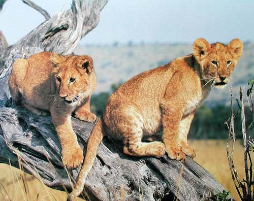 Lion Cubs (laminiert)