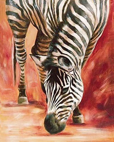 Zebra beim Trinken Poster 40x50 cm 