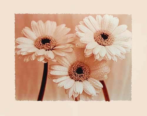 Sepia Gerbera by I. Zonneveld *