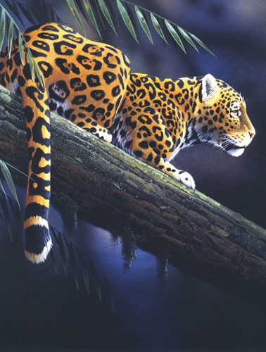 Leopard " Watching in the Shadows"