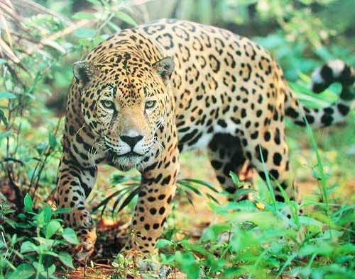 Jaguar Prowling