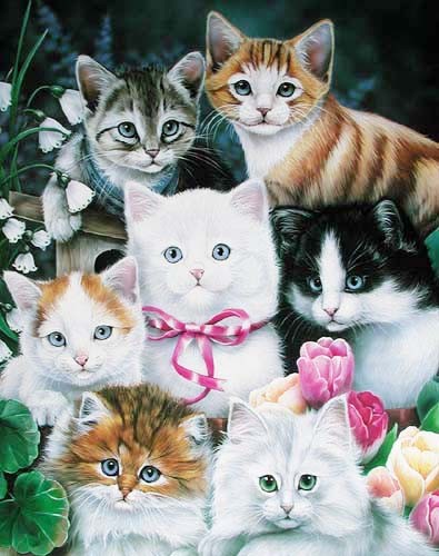 Katzenmontage by Newland