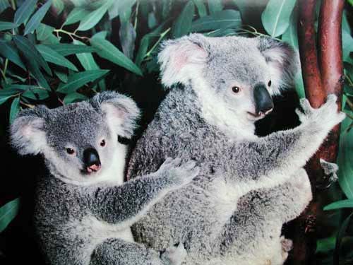 Zwei Koalas (laminiert)