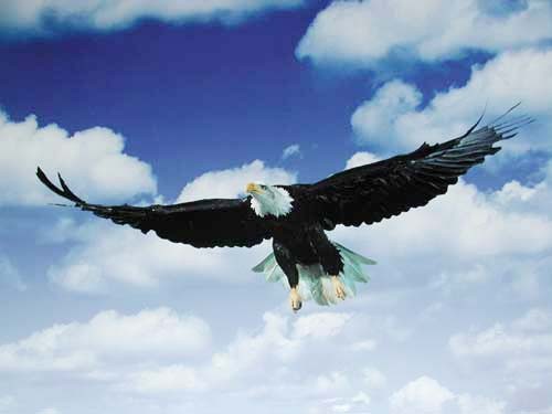 Poster 40x50 cm Durch die Reinheit des Himmels – Weißkopfseeadler im Flug