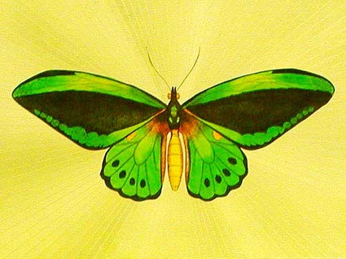 Grüner Schmetterling Dufex Alu Bild 16x21 cm
