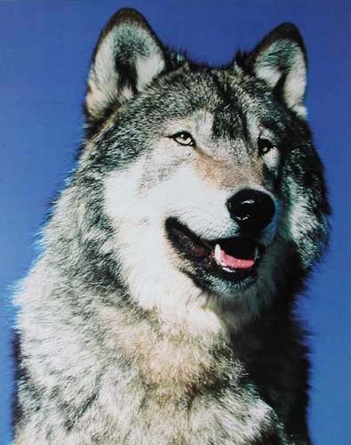 Grauer Wolf Portrait Poster