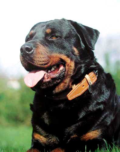 Rottweiler Bild