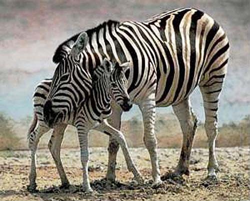 Zebra mit Jungen Poster im Querformat 40x50 cm