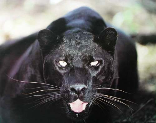 Poster 40x50 cm: Schwarzer Panther Nahaufnahme