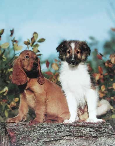 Irish Setter und Collie Poster