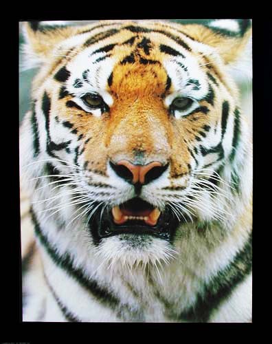 Tiger Portrait Poster 40x50