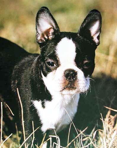 Boston Terrier