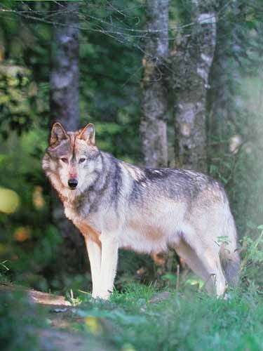 Einsamer Jäger Wolf Poster 40x50 cm