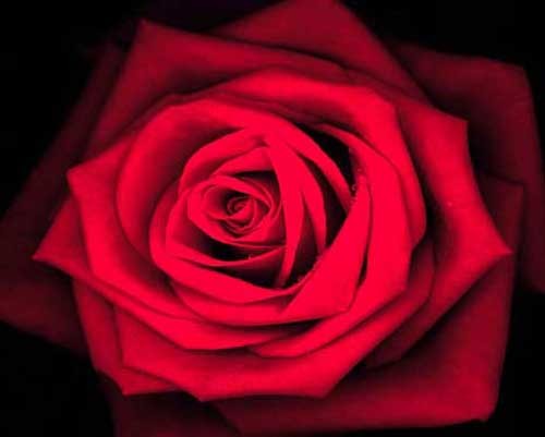 Fotografie: Rote Rose