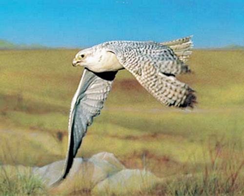 Vogel der Krieger – Falke fliegt durch die Luft Poster 40x50 cm