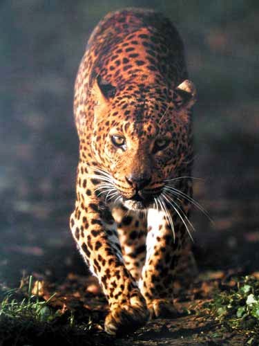 Leoparden, Leopard