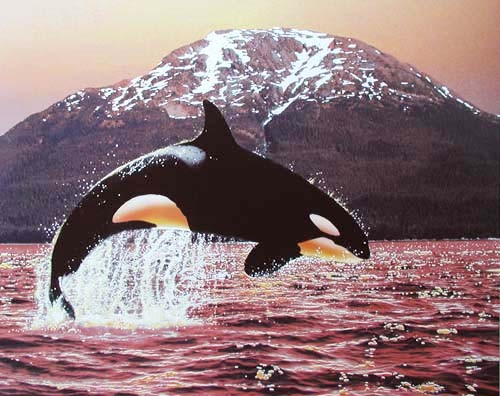 Springender Orca bei Sonnenuntergang Poster 40x50