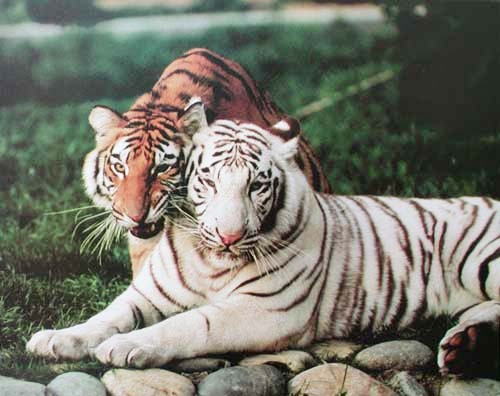 Weißer und gelber Tiger Poster 50x40 cm
