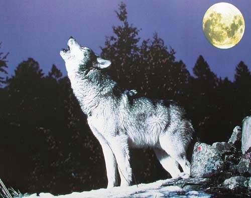 Heulender Wolf bei Vollmond, Poster 40x50 cm