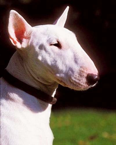 Englischer Bullterrier