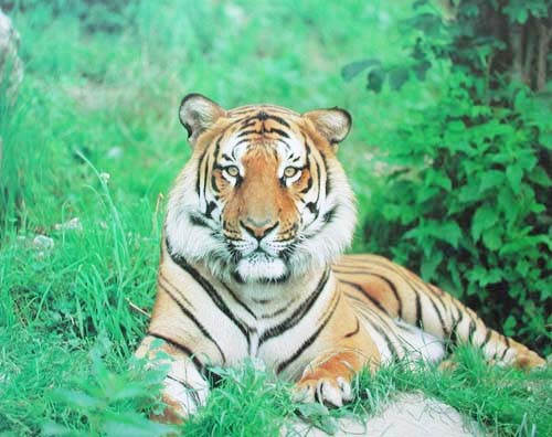 Tiger liegt im Gras Poster 50x40 cm