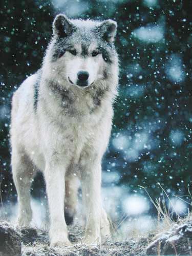 Grauer Wolf beim Schneefall Poster