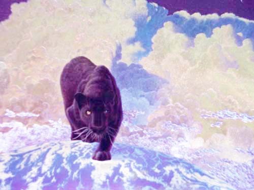 Schwarzer Panther Dufex Alubild 16x21 cm: In Search of His Future von William Schimmel 