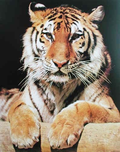 Tiger Portrait Poster