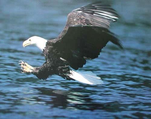 Seeadler beim Fischfang Poster