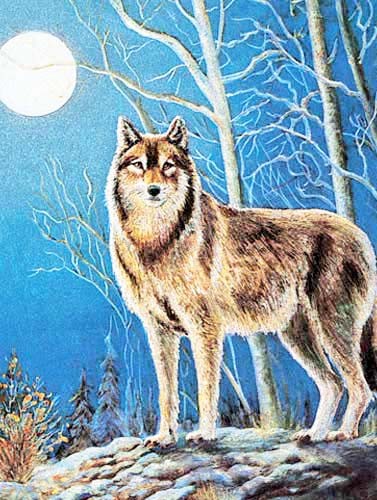 Alubild 16x21 cm- Einsamer Wolf