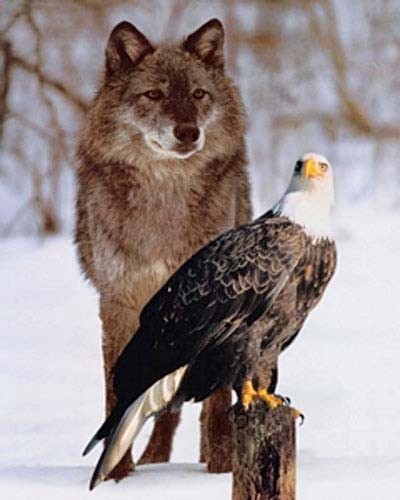 Fotomontage: Hinten Wolf und vorne Seeadler Poster