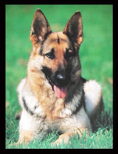 Deutscher Schäferhund Poster