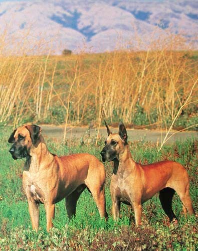 Deutsche Dogge- Poster
