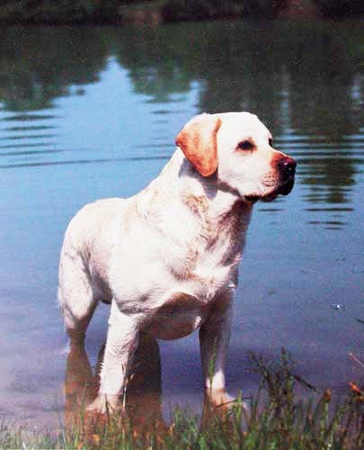 Yellow Lab