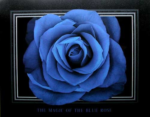 The Magic of the Blue Rose by Lens & Lens *