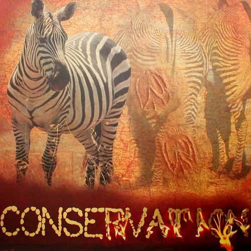 Zebras "Conservation" hochwertiger Kunstdruck mit Goldprägung