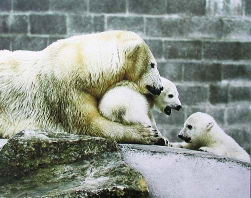 Eisbären im Zoo Poster. Über Stock und Stein – Eisbärfamilie hält zusammen 