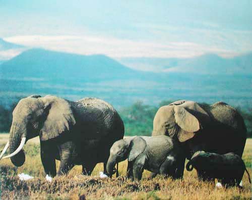 Elefantenherde, blaue Gebirgslandschaft im Hintergrund Poster 40x50 cm