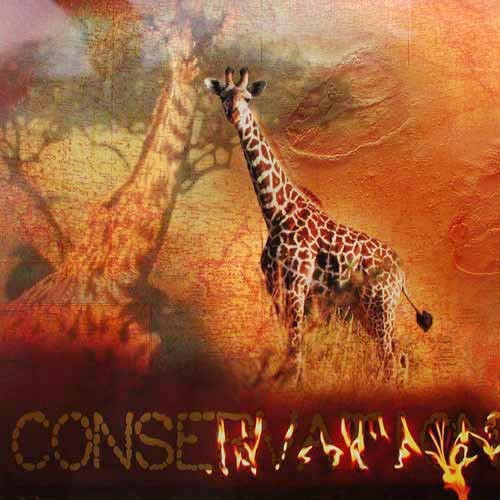 Giraffen "Conservation" hochwertiger Kunstdruck mit Goldprägung