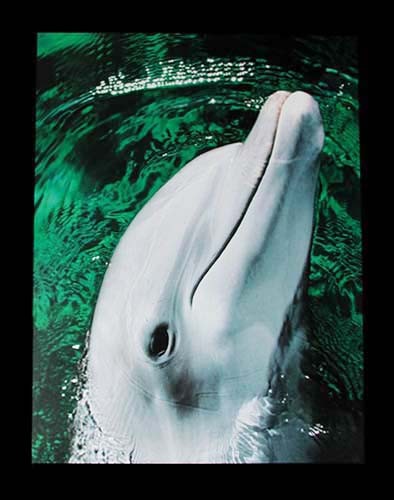 Poster 40x50: Aufblicken – Delfin lächelt freundlich aus dem Wasser
