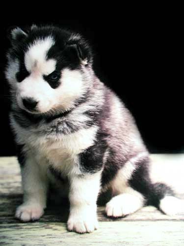 Husky Puppy