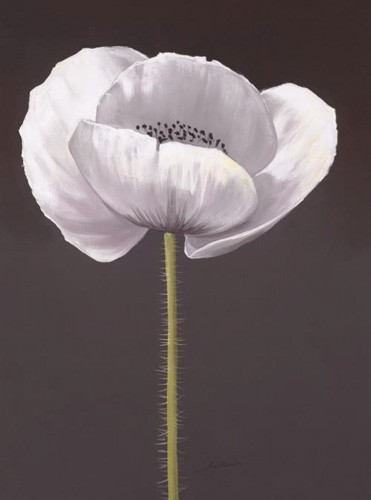 Weiße Anemone, Kunstdruck