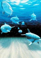 Geheimnisvolle Unterwasserwelt – Delfine unter der Oberfläche, William Schimmel Dufex Alu Bild Geheimnisvolle Unterwasserwelt – Delfine unter der Oberfläche, William Schimmel Dufex Alu Bild