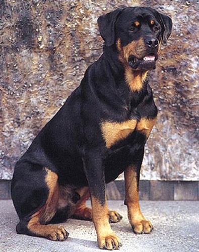 Rottweiler