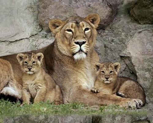 Löwin mit Jungen Poster 40x50 cm