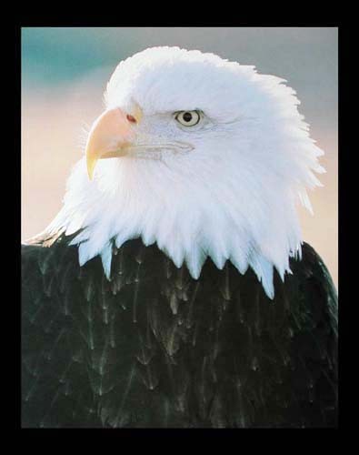 Weißkopfseeadler Nahaufnahme Poster