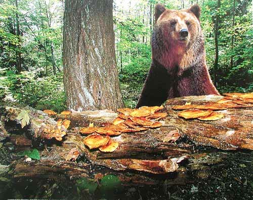 Braunbär Poster Im Einklang mit der Natur – Braunbär steht symbiotisch neben Bäumen und Pilzen 