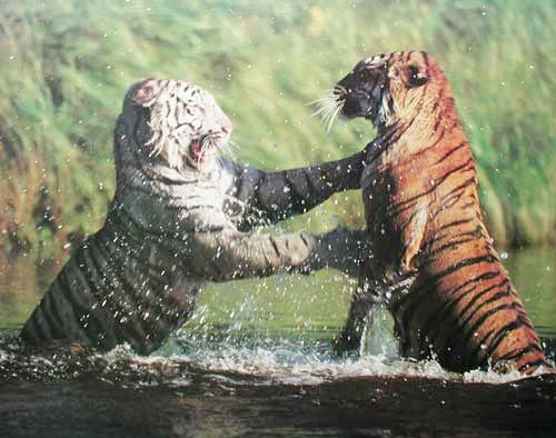 Weißer Tiger und gelber Tiger Fotografie / Poster 40x50 cm