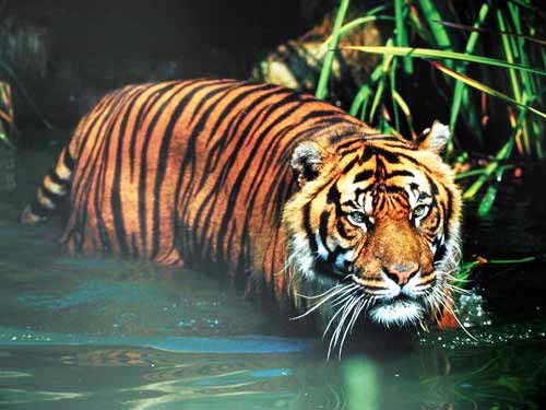 Tiger im Wasser Poster im Querformat 50x40 cm